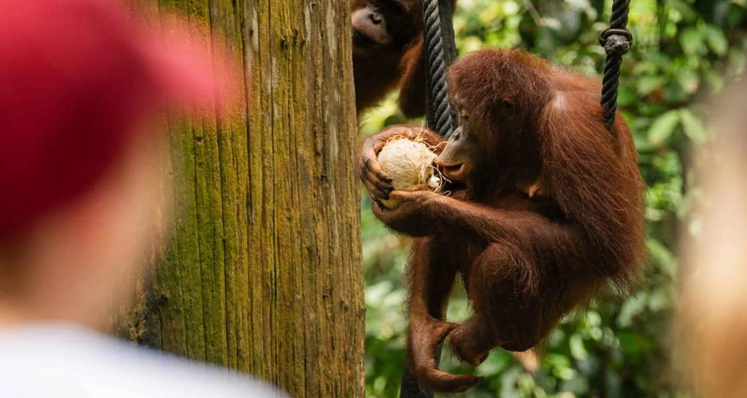Explore Borneo Adventure for 9 days with Contiki and discover unforgettable experiences - Photo 2