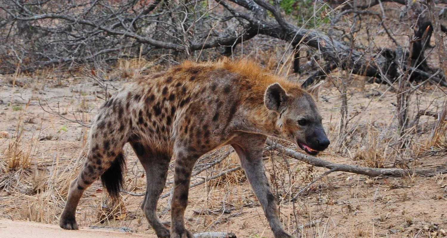 Explore Kruger Park Highlights for 4 days with ATC Group and discover unforgettable experiences - Photo 2