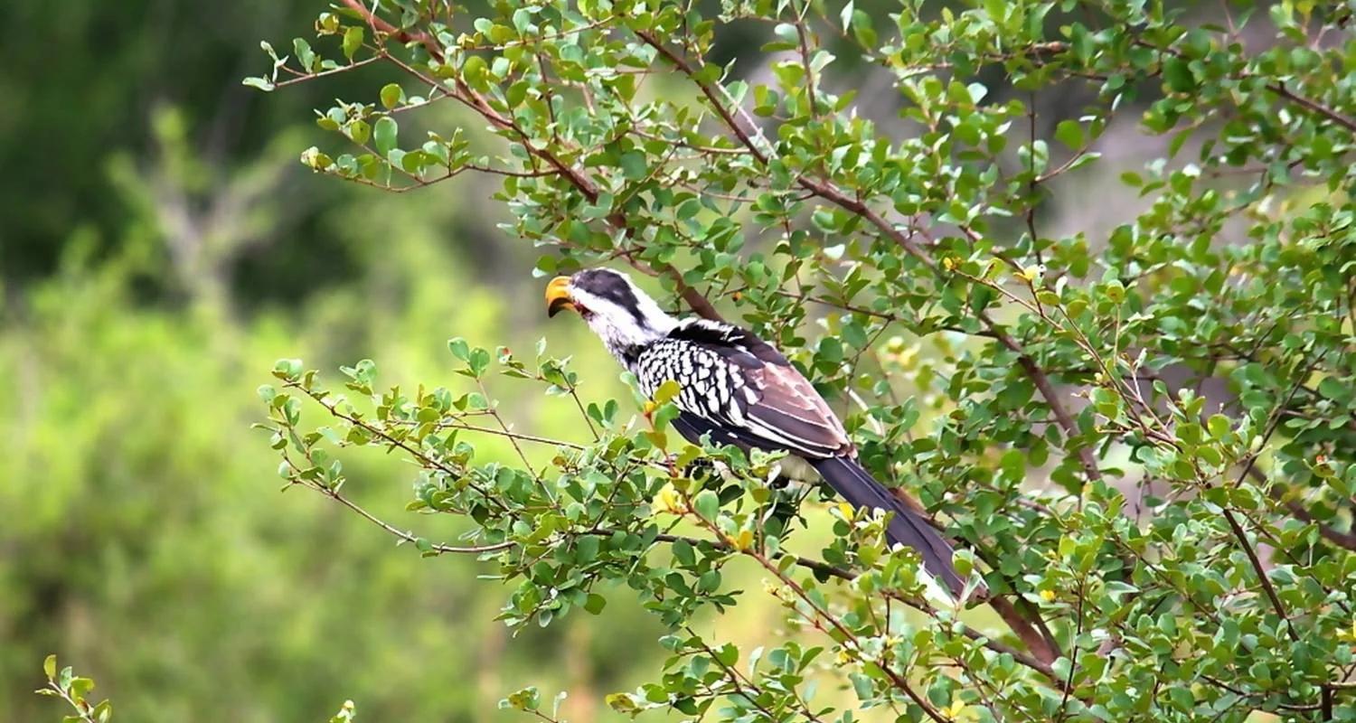 Explore Kruger National Park 2 Days BIG 5 Safari for 2 days with Africa Moja Tours And Safaris and discover unforgettable experiences - Photo 2