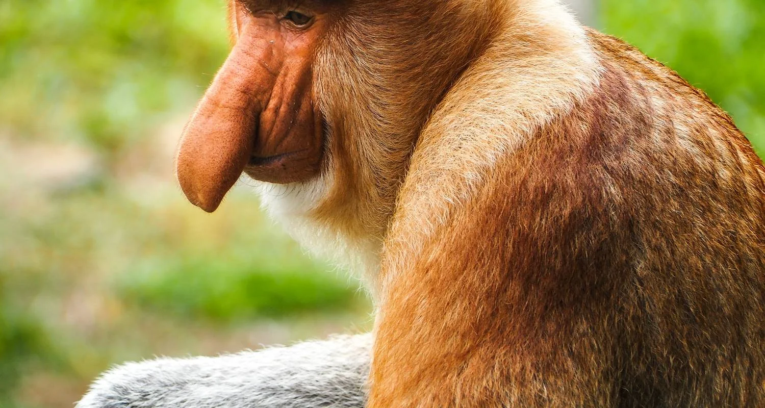 Explore Sandakan Orangutan Experience 4D/3N for 4 days with Bamba Travel and discover unforgettable experiences - Photo 2