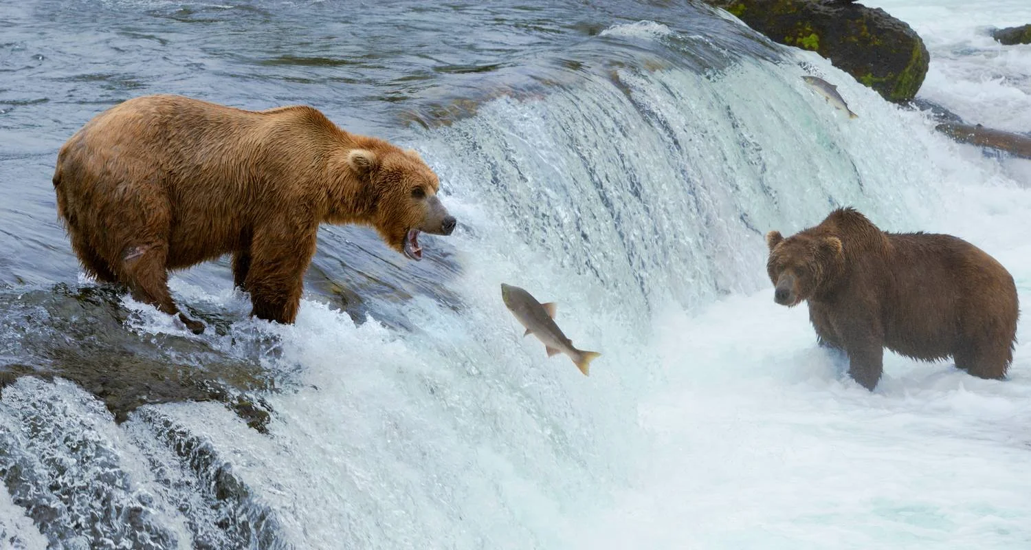 Explore Alaska: Ocean Wildlife to Interior Wilderness Adventure - 9 Days for 9 days with BrushBuck Wildlife Tours and discover unforgettable experiences - Photo 2