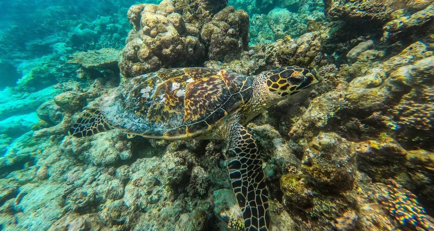 Explore Maldives Uncovered for 8 days with Encounters Travel and discover unforgettable experiences - Photo 2