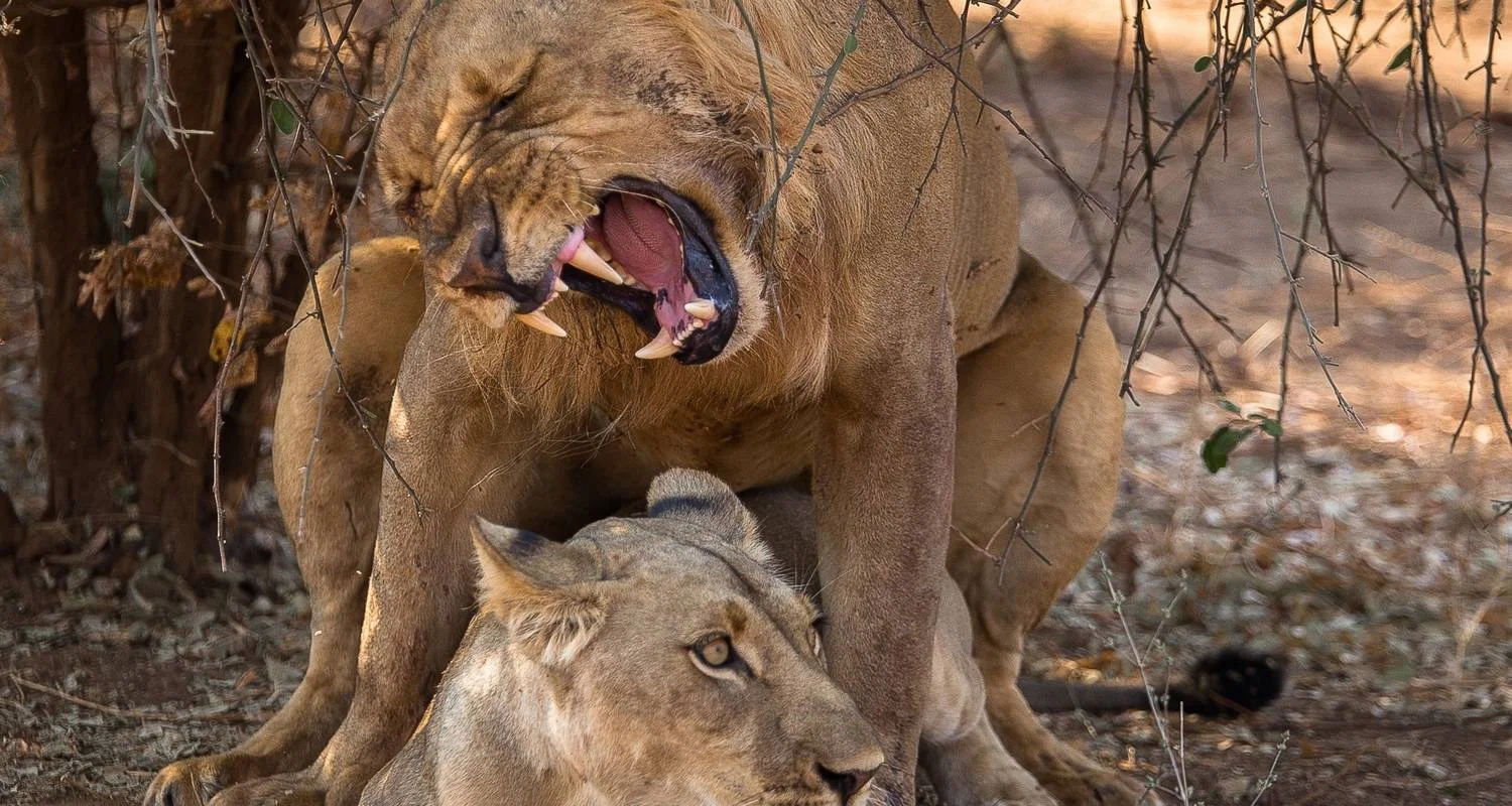 Explore Zambezi Canoe Safari for 8 days with Exodus Adventure Travels and discover unforgettable experiences - Photo 2
