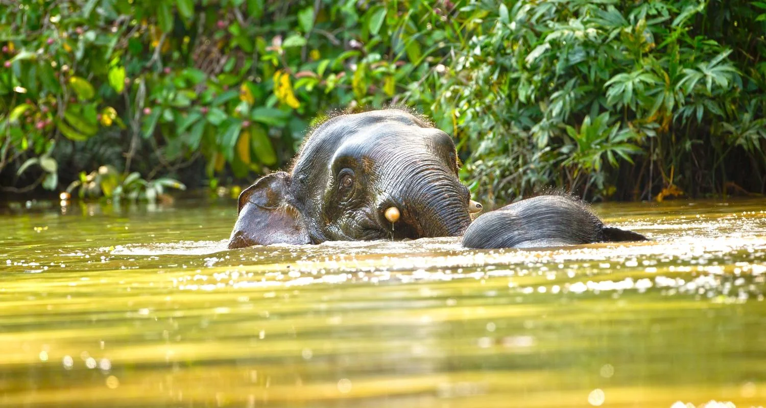 Explore Borneo Wildlife Discoverer for 15 days with Exodus Adventure Travels and discover unforgettable experiences - Photo 2