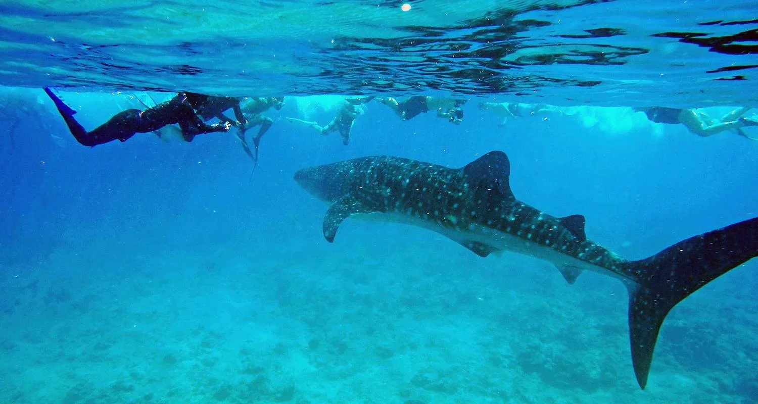 Explore Marine Wildlife of the Maldives for 7 days with Exodus Adventure Travels and discover unforgettable experiences - Photo 2