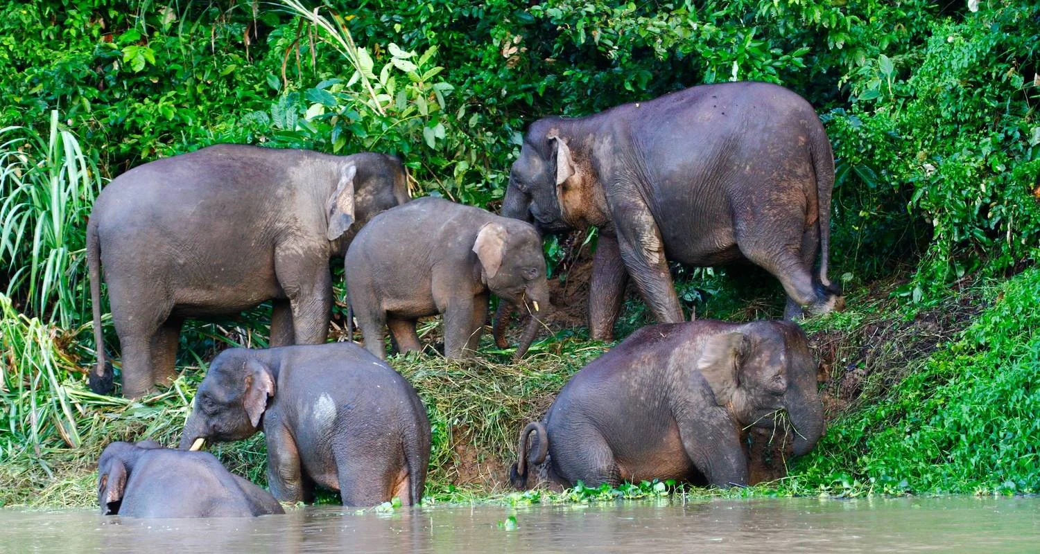 Explore Borneo & the Malaysian Peninsula for 14 days with Exodus Adventure Travels and discover unforgettable experiences - Photo 2